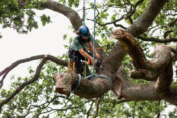 Professional Tree Removal Services in Shorewood Tower Hills Harbert, MI